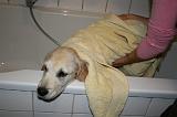 SECHAGE - GOLDEN RETRIEVER 019